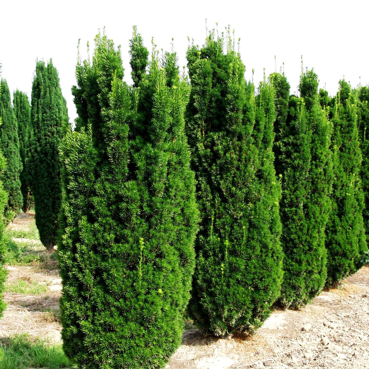 Säulen-Eibe 'Stricta Viridis' (Taxus media)