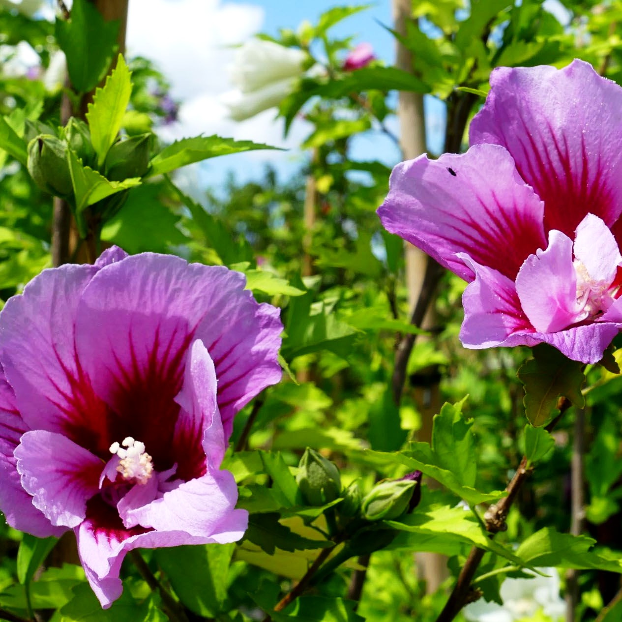 Säulen-Eibisch 'Flower Tower Ruby' (Hibiscus syr.)