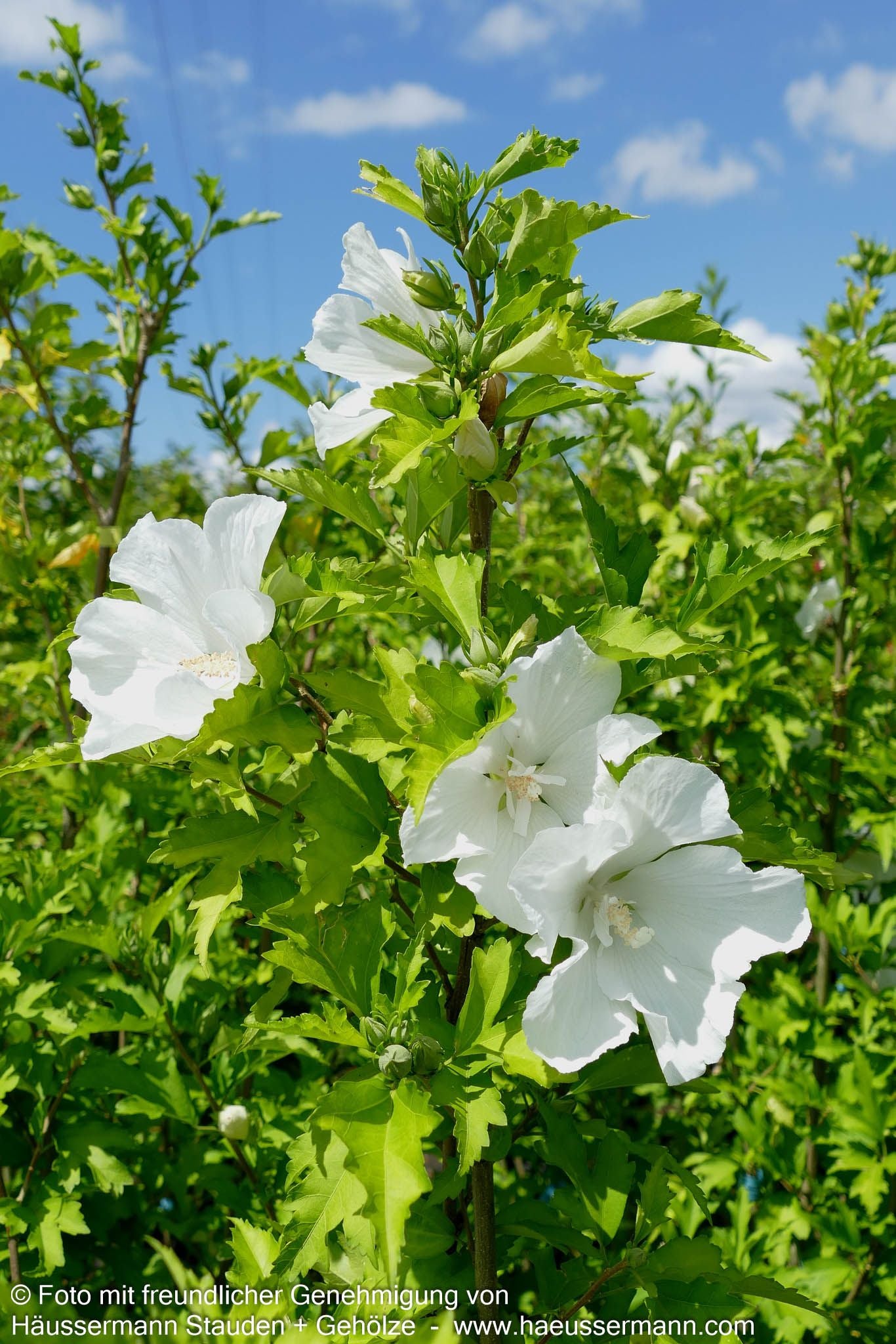 Säulen-Eibisch 'Flower Tower White' (Hibiscus syr.)