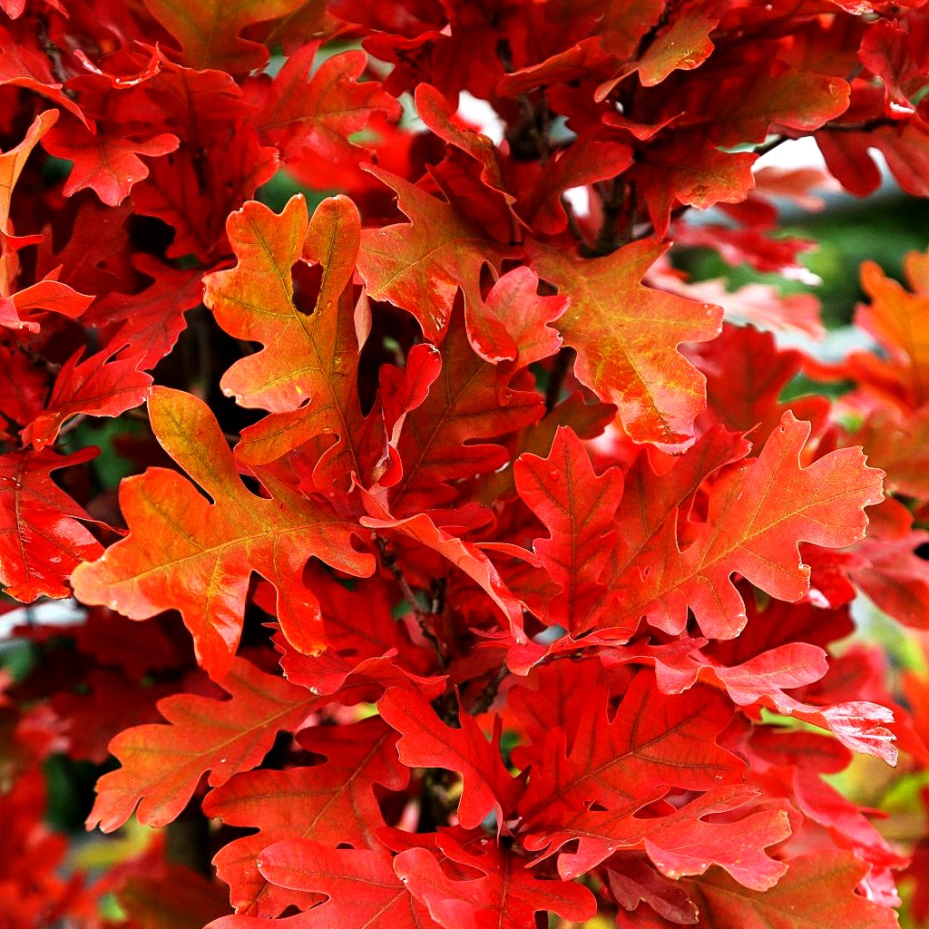 Säulen-Eiche 'Crimson Spire' (Quercus bimundorum)