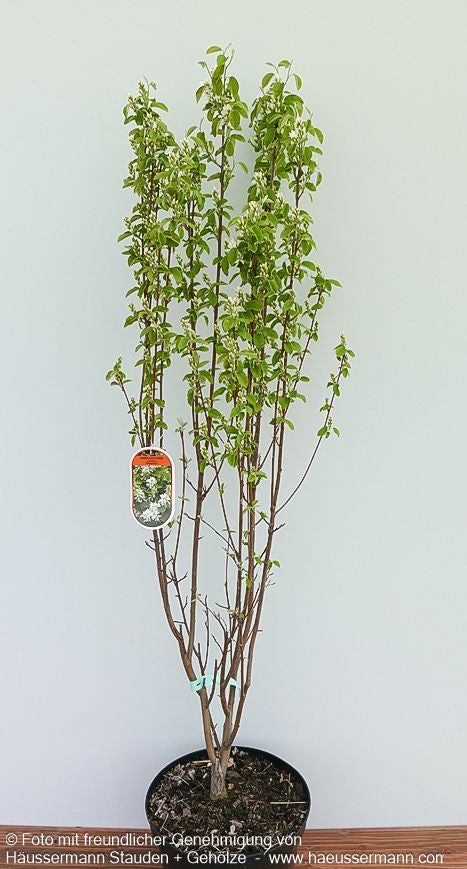 Säulen-Felsenbirne 'Obelisk' (Amelanchier alnifolia)