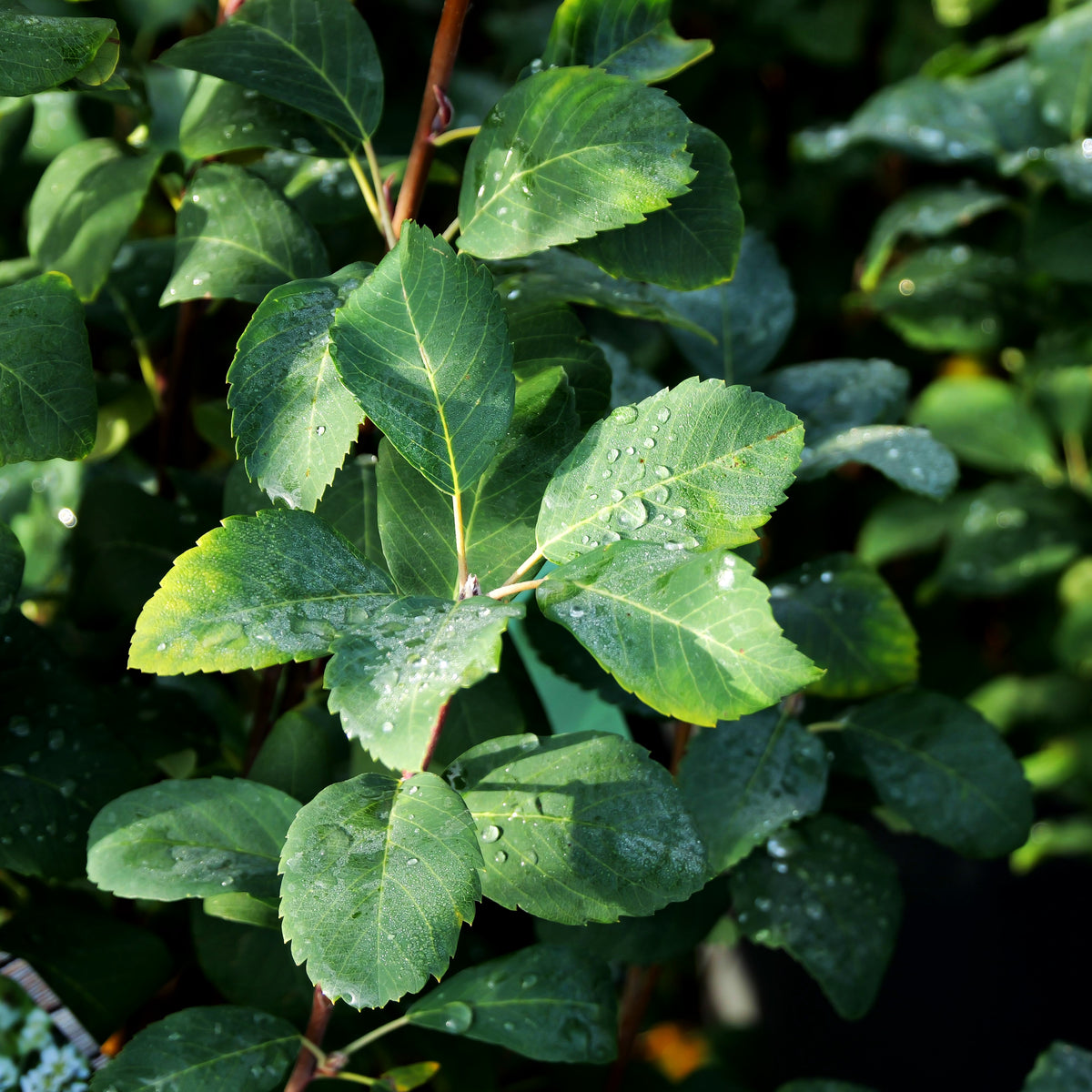 Säulen-Felsenbirne 'Obelisk' (Amelanchier alnifolia)
