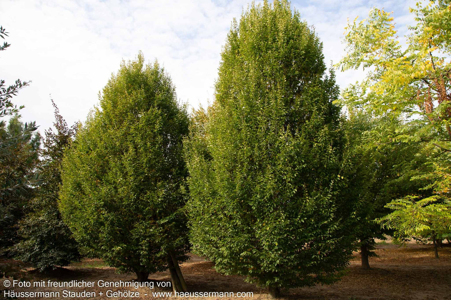 Säulen-Hainbuche 'Fastigiata' (Carpinus betulus)