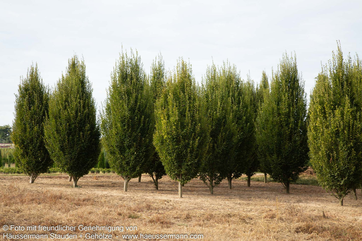 Säulen-Hainbuche 'Fastigiata' (Carpinus betulus)