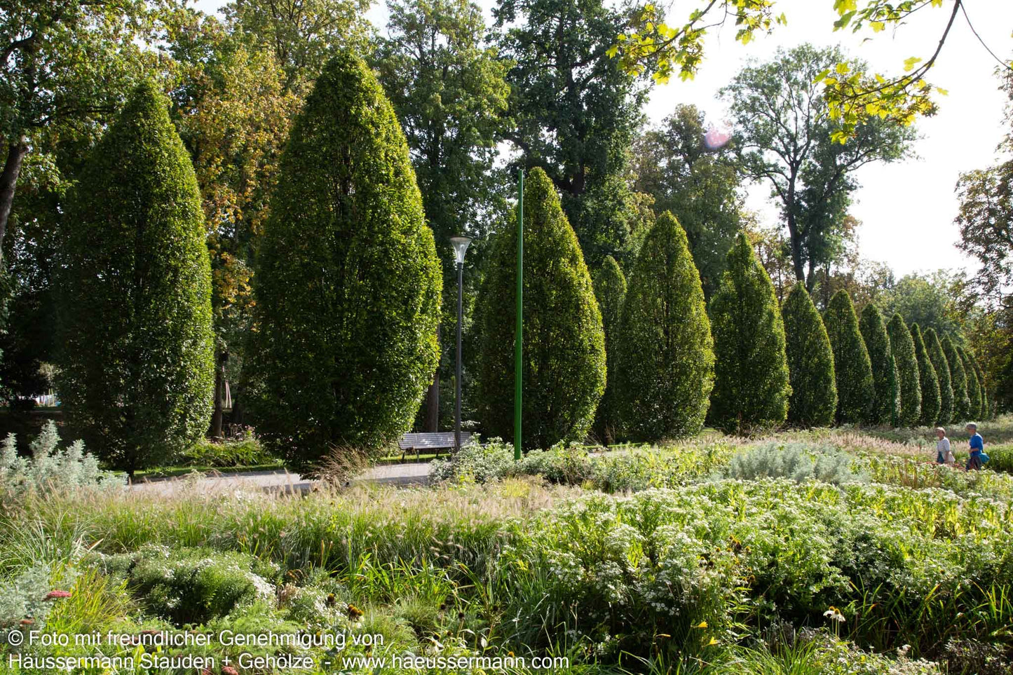 Säulen-Hainbuche 'Fastigiata' (Carpinus betulus)