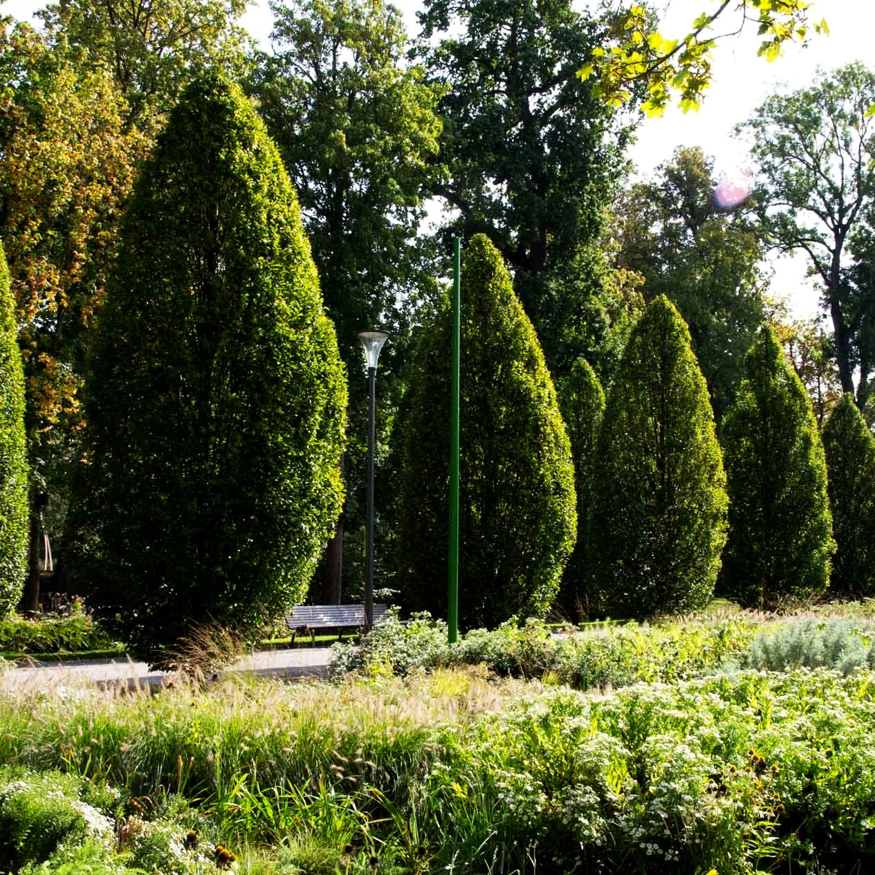 Säulen-Hainbuche 'Fastigiata' (Carpinus betulus)