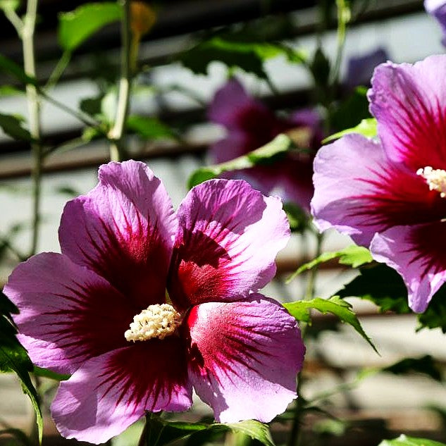 Säulen-Hibiskus 'Purple Pillar' (Hibiscus syriacus)