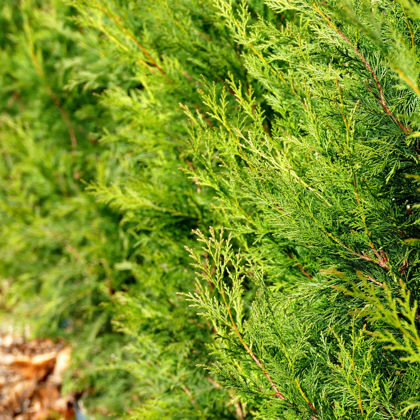 Säulen-Leyland-Zypresse 'Pyramidalis' (Cupressocyparis leyl. 2001)