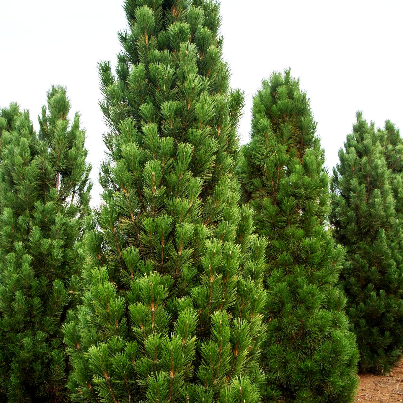 Säulen-Schwarz-Kiefer 'Obelisk' (Pinus nigra)