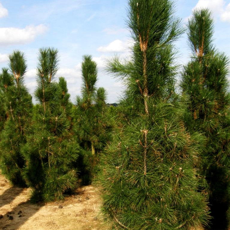 Säulen-Schwarz-Kiefer 'Obelisk' (Pinus nigra)