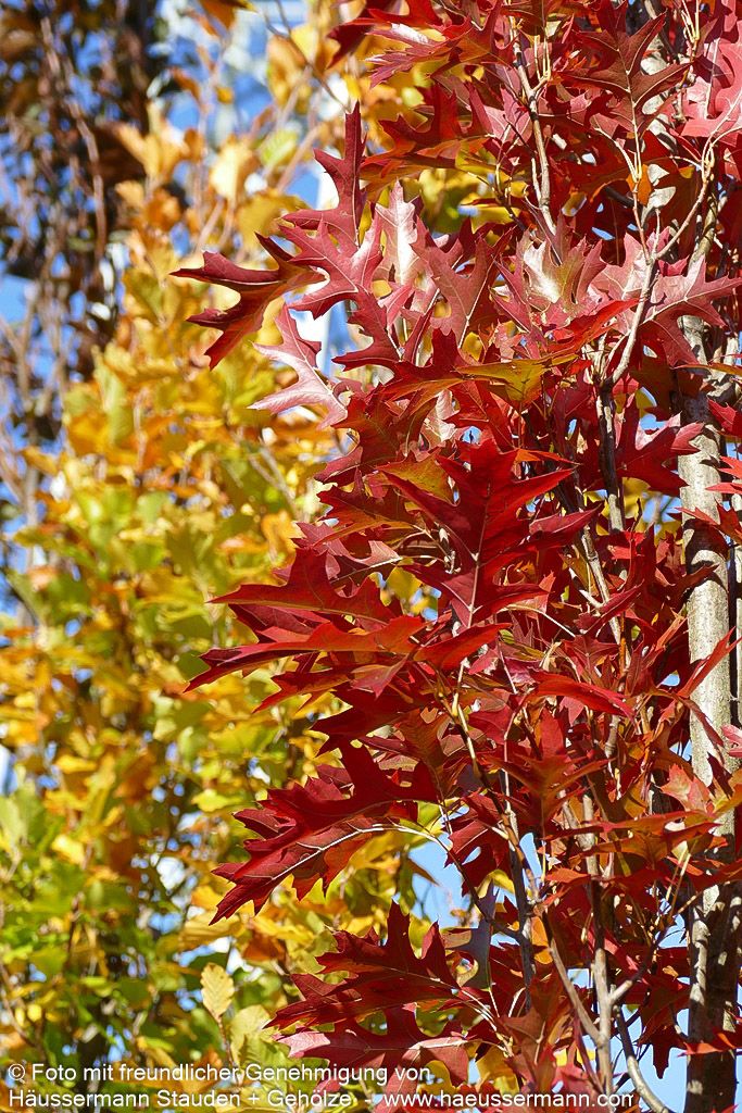 Säulen-Sumpf-Eiche 'Green Pillar' (Quercus palustris)