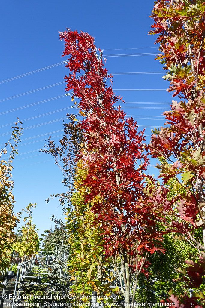 Säulen-Sumpf-Eiche 'Green Pillar' (Quercus palustris)