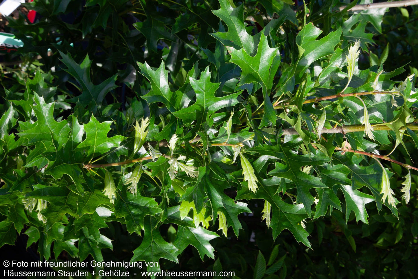 Säulen-Sumpf-Eiche 'Green Pillar' (Quercus palustris)