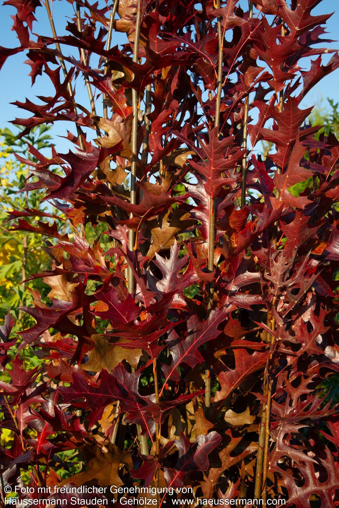 Säulen-Sumpf-Eiche 'Green Pillar' (Quercus palustris)