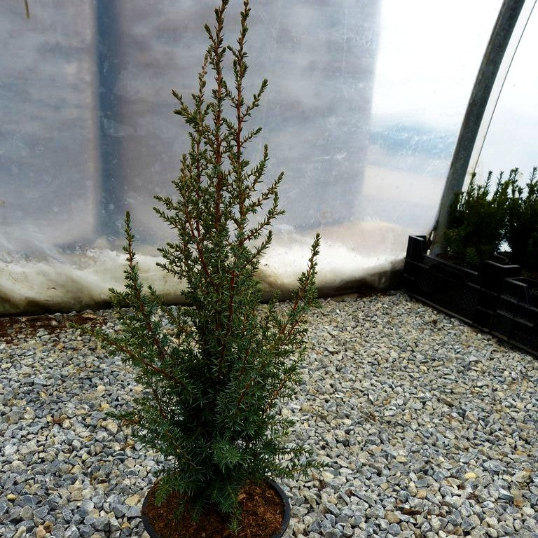 Säulen-Wacholder 'Erecta' (Juniperus com.)