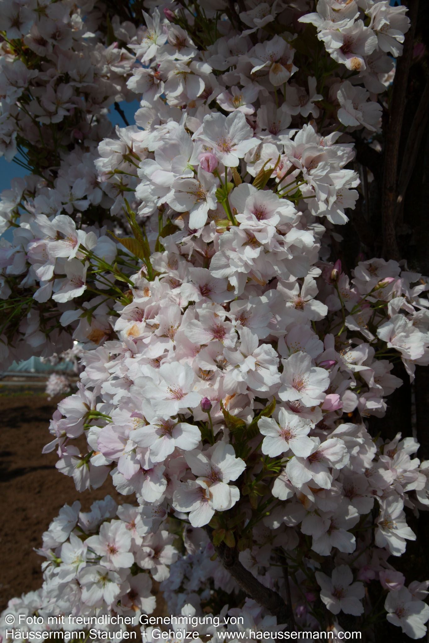 Säulen-Zier-Kirsche 'Amanogawa' (Prunus serrulata)