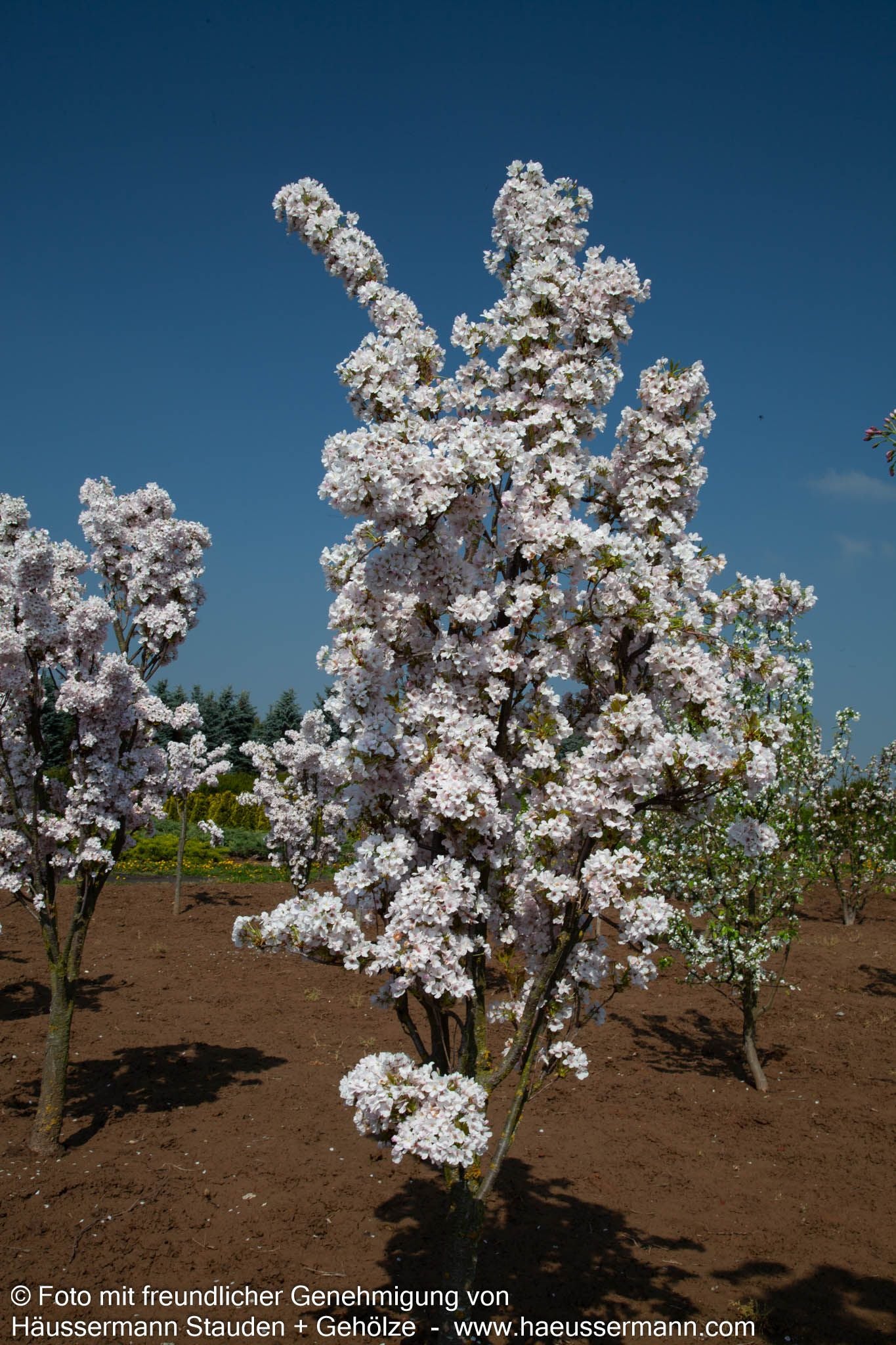 Säulen-Zier-Kirsche 'Amanogawa' (Prunus serrulata)