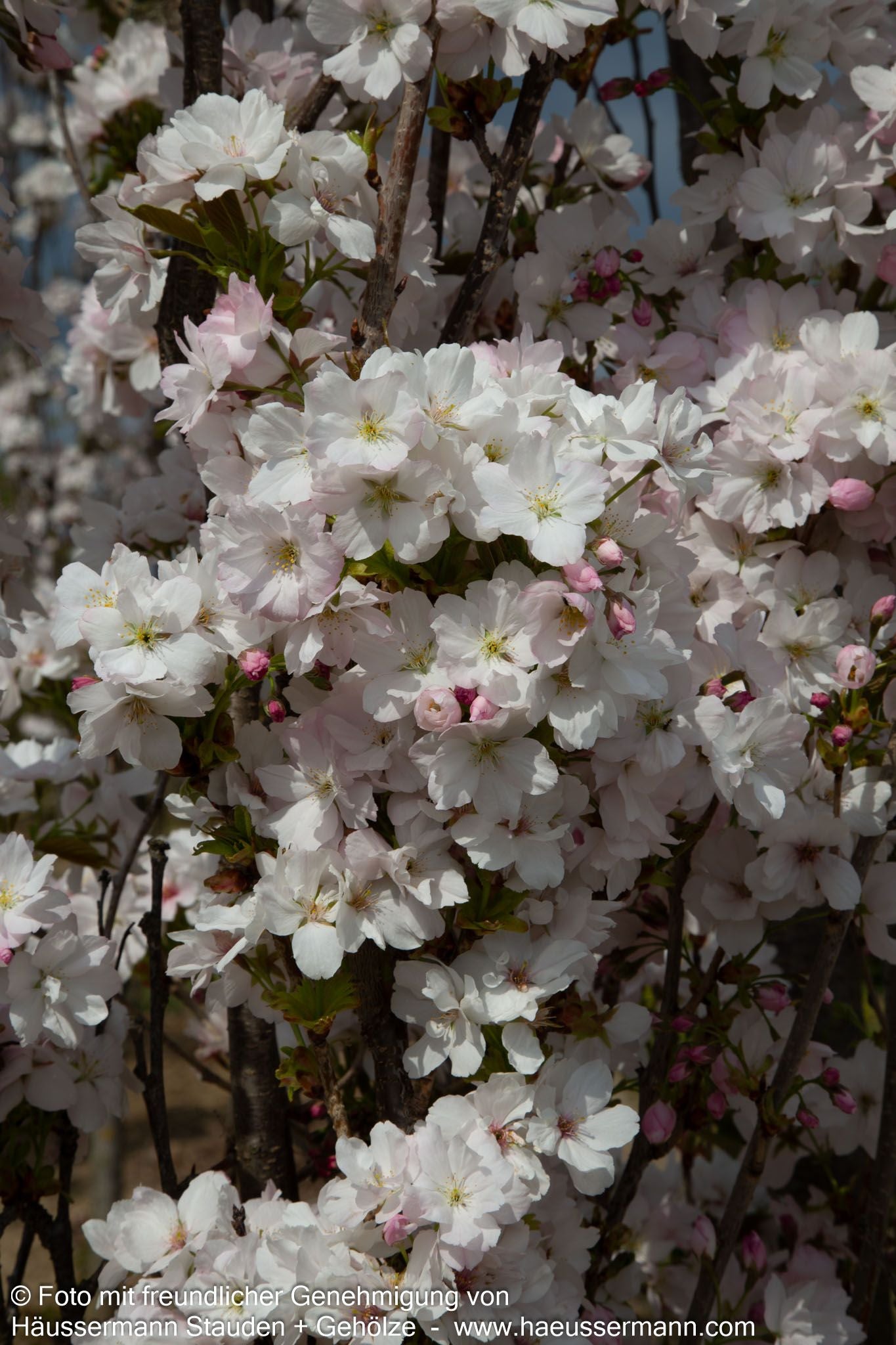 Säulen-Zier-Kirsche 'Amanogawa' (Prunus serrulata)