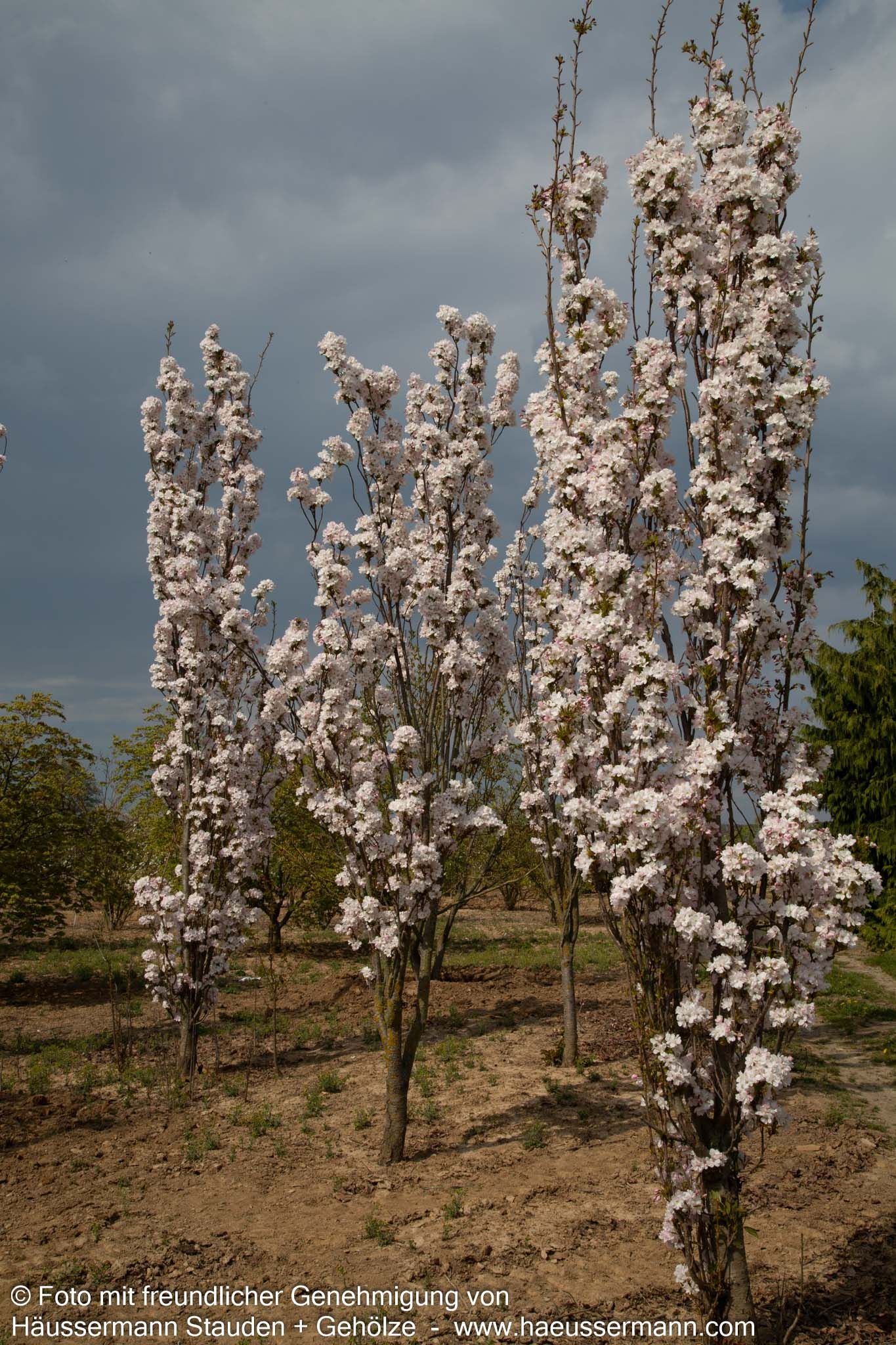 Säulen-Zier-Kirsche 'Amanogawa' (Prunus serrulata)