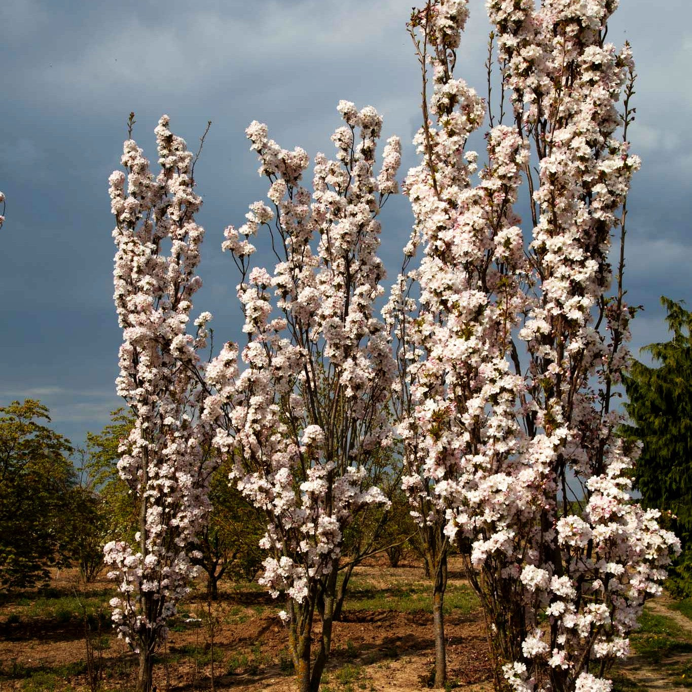 Säulen-Zier-Kirsche 'Amanogawa' (Prunus serrulata)