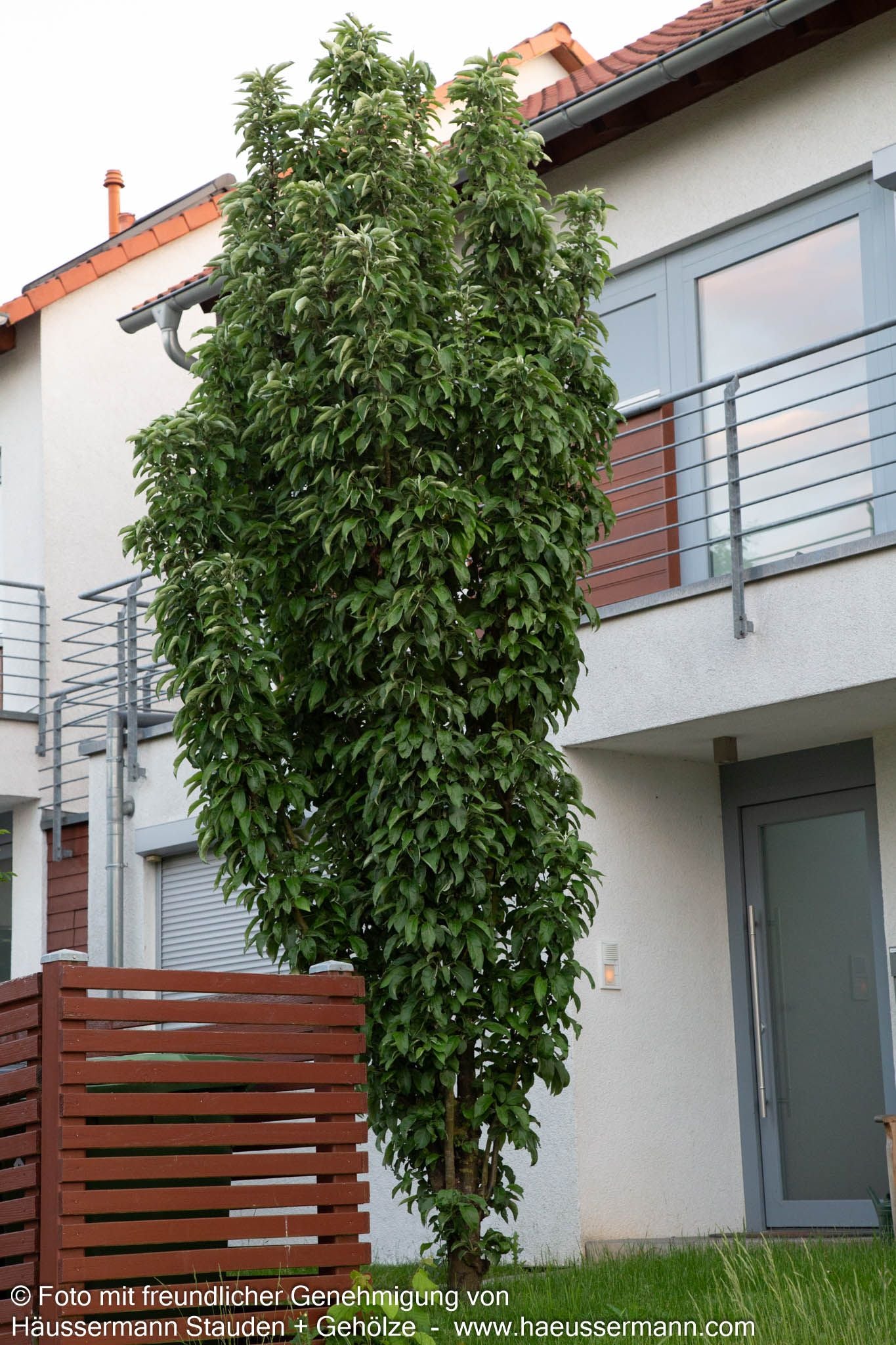Säulen-Zier-Kirsche 'Amanogawa' (Prunus serrulata)