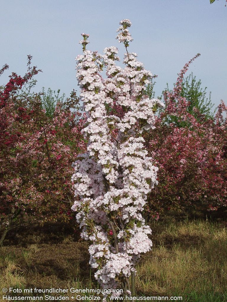 Säulen-Zier-Kirsche 'Amanogawa' (Prunus serrulata)