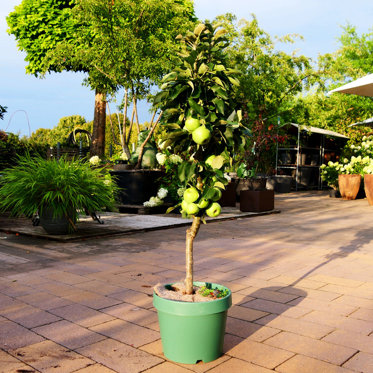 Säulenapfel 'Cactus' (Malus)