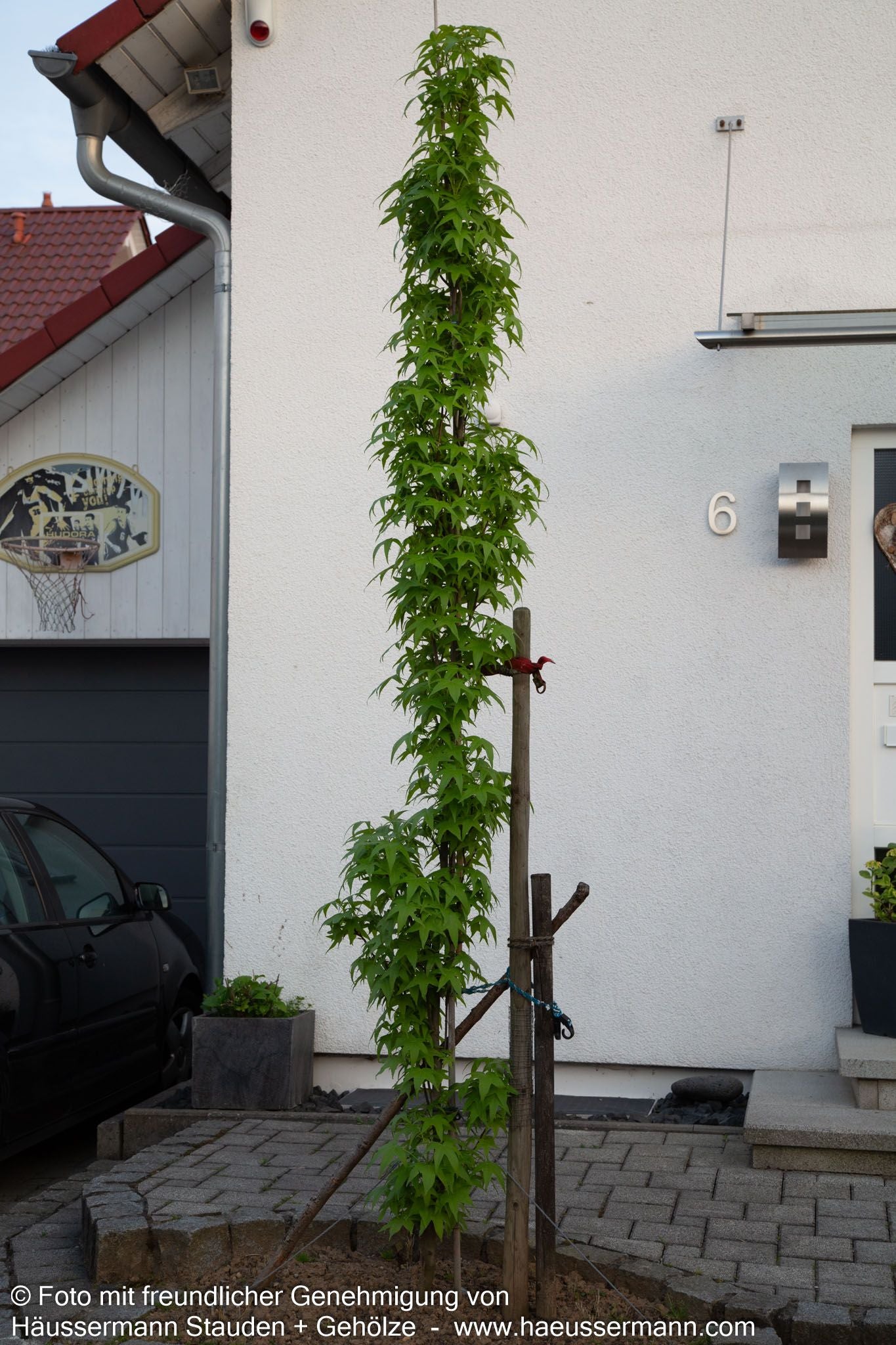 Säulenförmiger Amberbaum 'Slender Silhouette' (Liquidambar styr.)