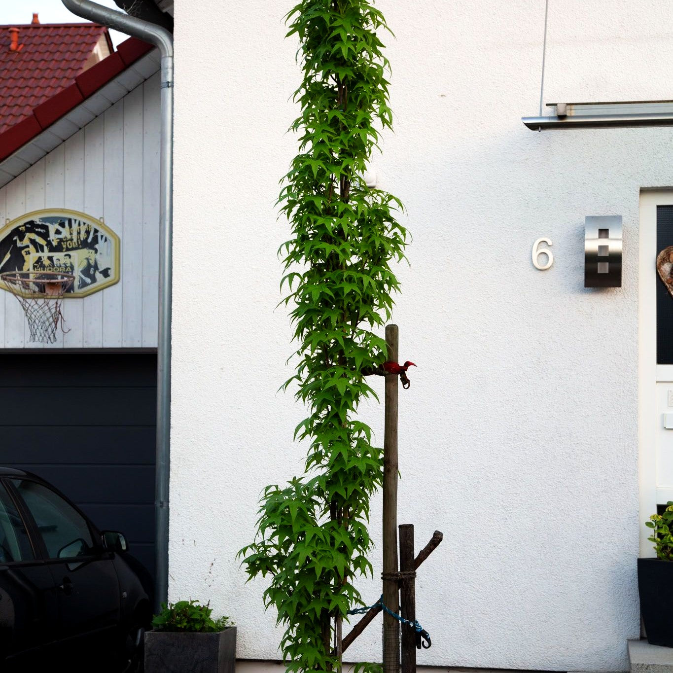 Säulenförmiger Amberbaum 'Slender Silhouette' (Liquidambar styr.)