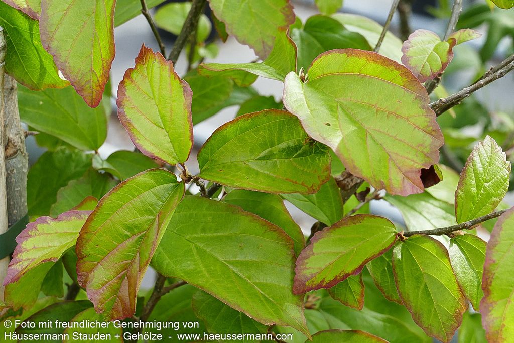 Säulenförmiger Eisenholzbaum 'Persian Spire' (Parrotia persica)