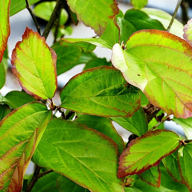 Säulenförmiger Eisenholzbaum 'Persian Spire' (Parrotia persica)