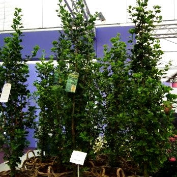 Säulenförmiger Fächerblattbaum 'Menhir' (Ginkgo biloba)