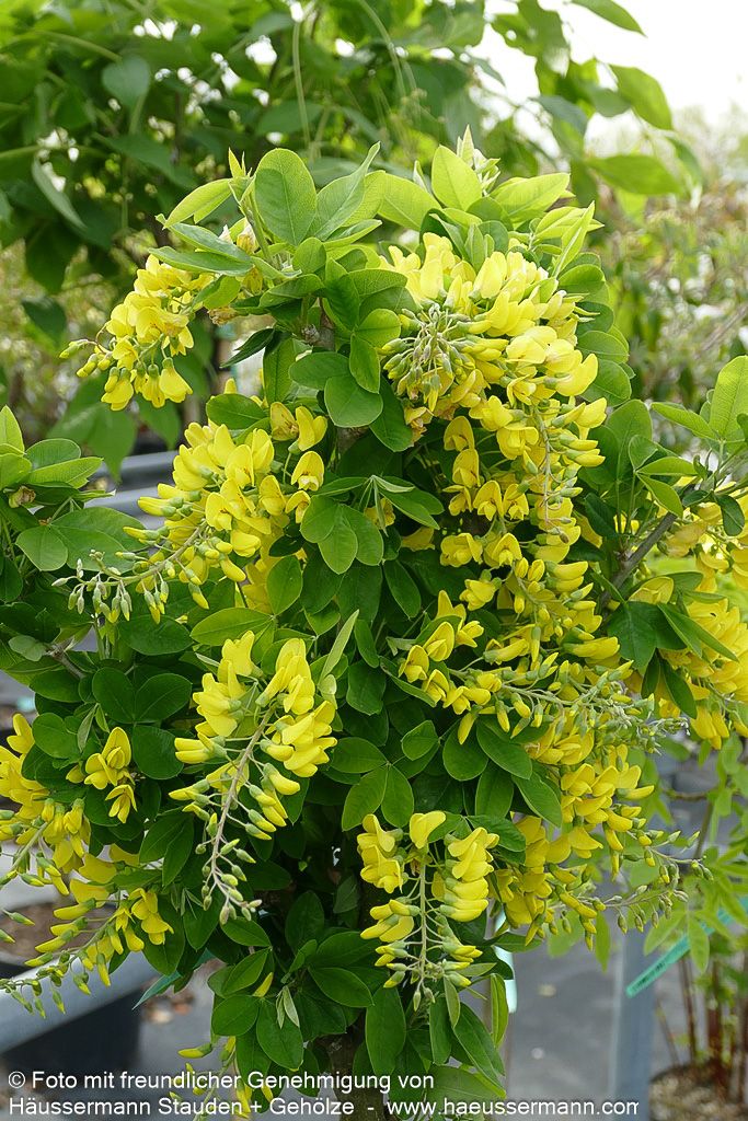 Säulenförmiger Goldregen 'Sunspire' (Laburnum anagyroides)