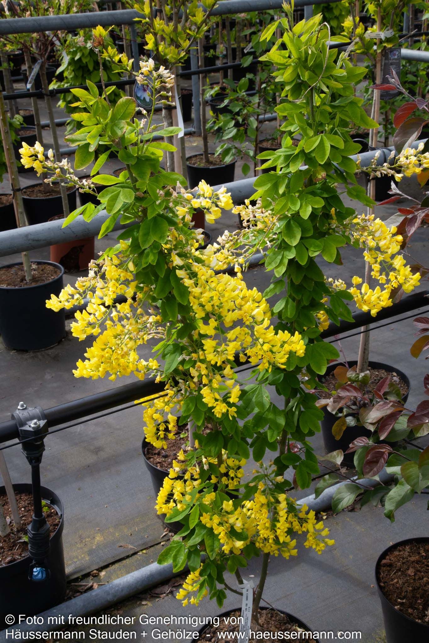 Säulenförmiger Goldregen 'Sunspire' (Laburnum anagyroides)