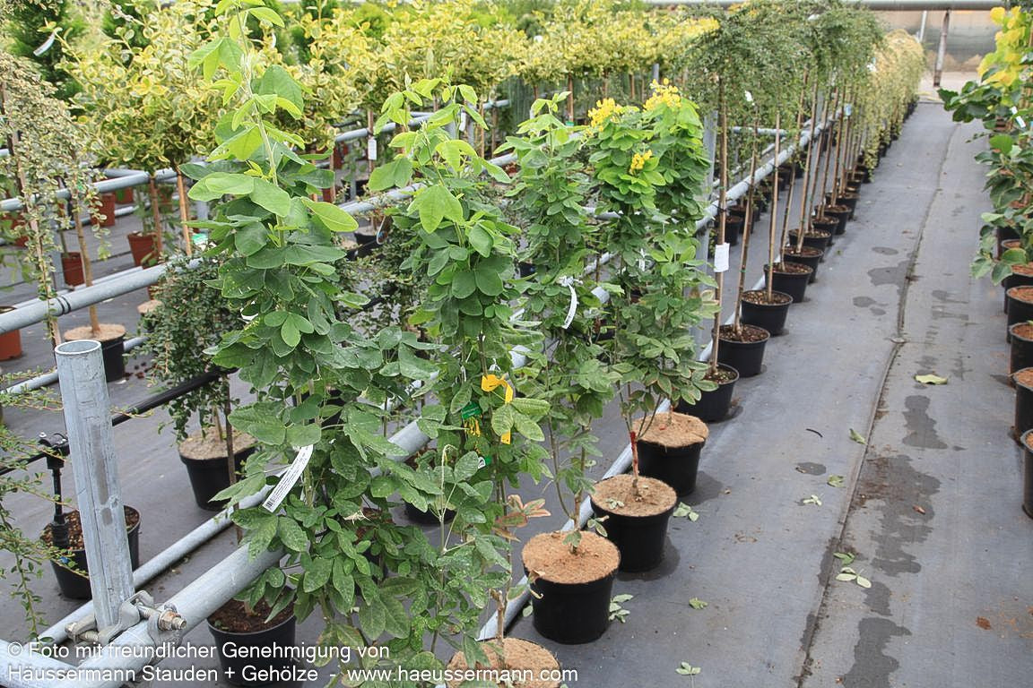 Säulenförmiger Goldregen 'Sunspire' (Laburnum anagyroides)