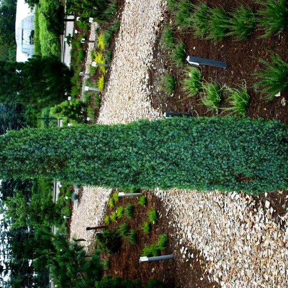 Säulenförmiger Heide-Wacholder 'Arnold' (Juniperus com.)