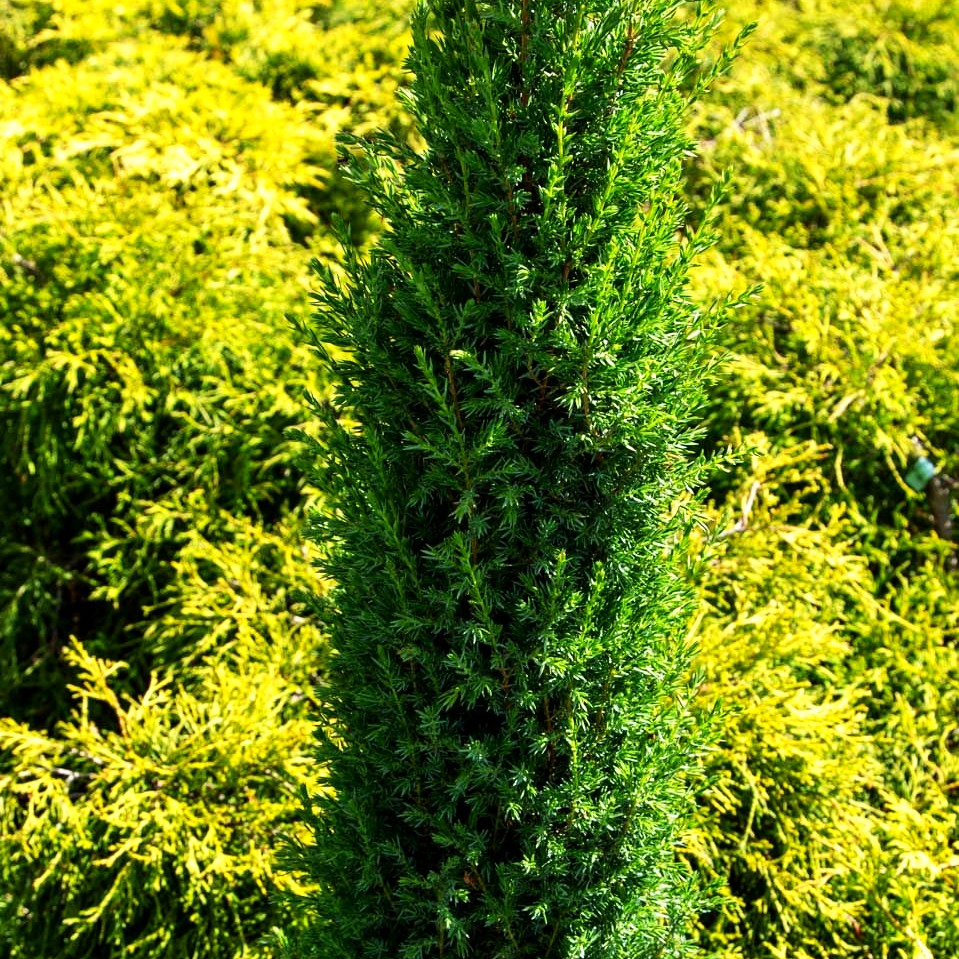 Säulenförmiger Heide-Wacholder 'Arnold' (Juniperus com.)