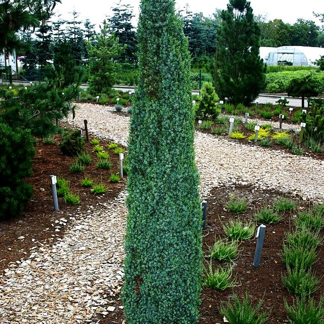 Säulenförmiger Heide-Wacholder 'Arnold' (Juniperus com.)