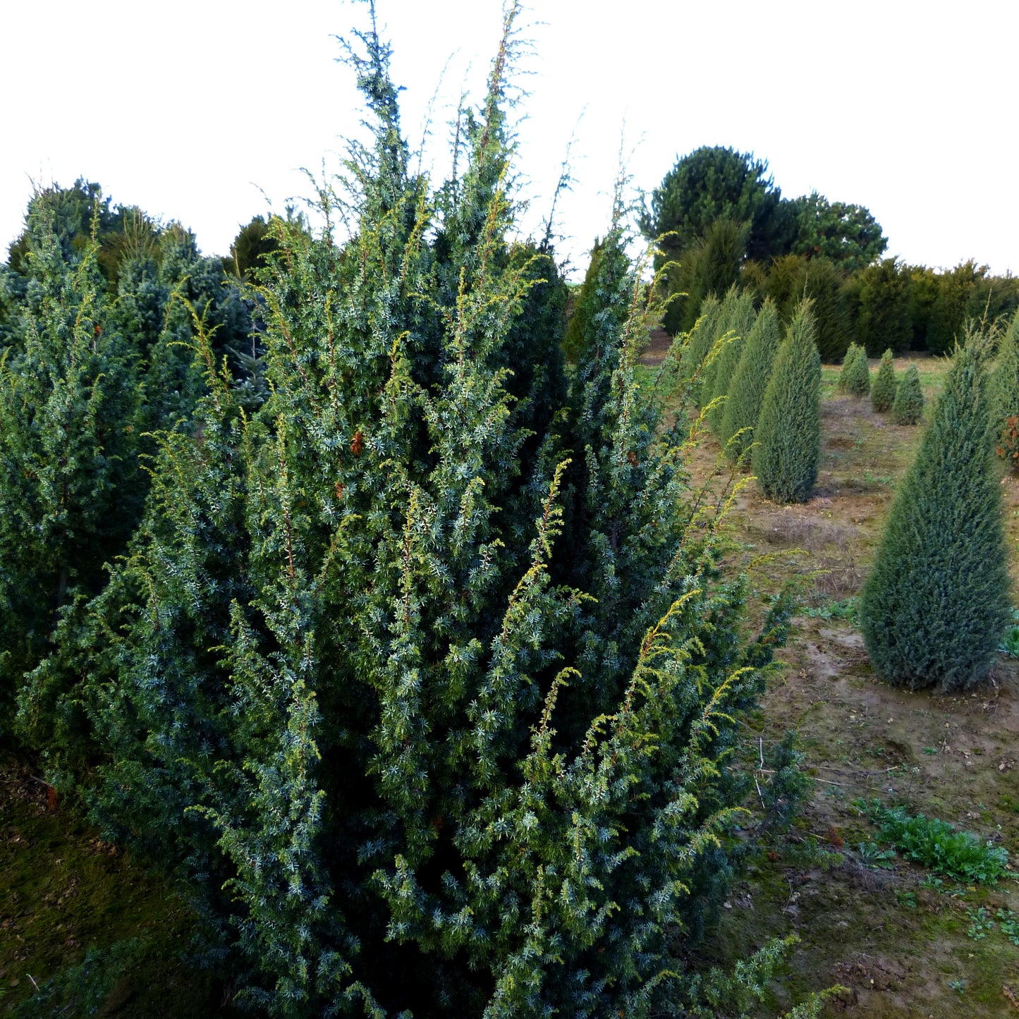 Säulenförmiger Heide-Wacholder 'Meyer' (Juniperus com.)