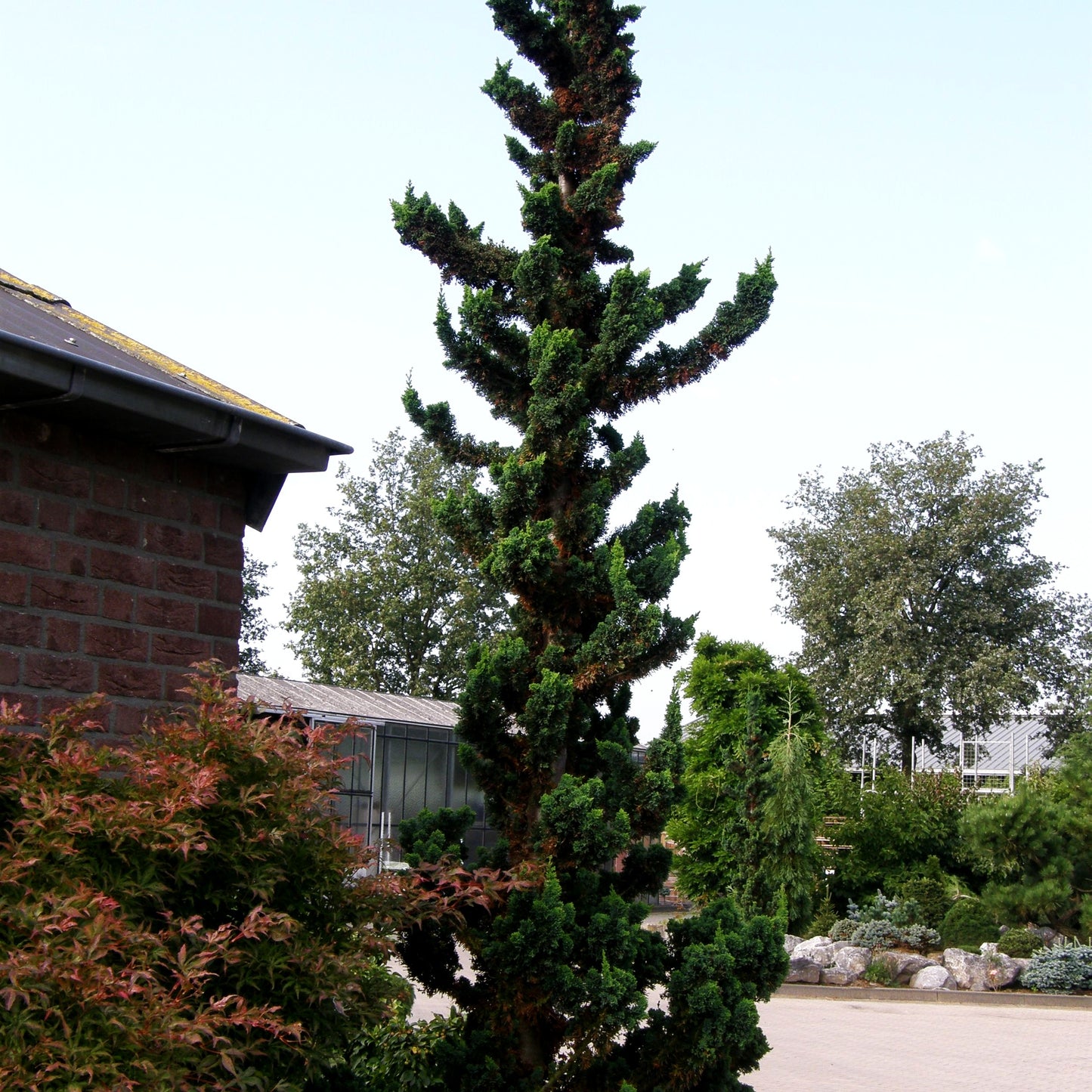 Saguaro-Scheinzypresse 'Wissel's Saguaro' (Chamaecyparis laws.)