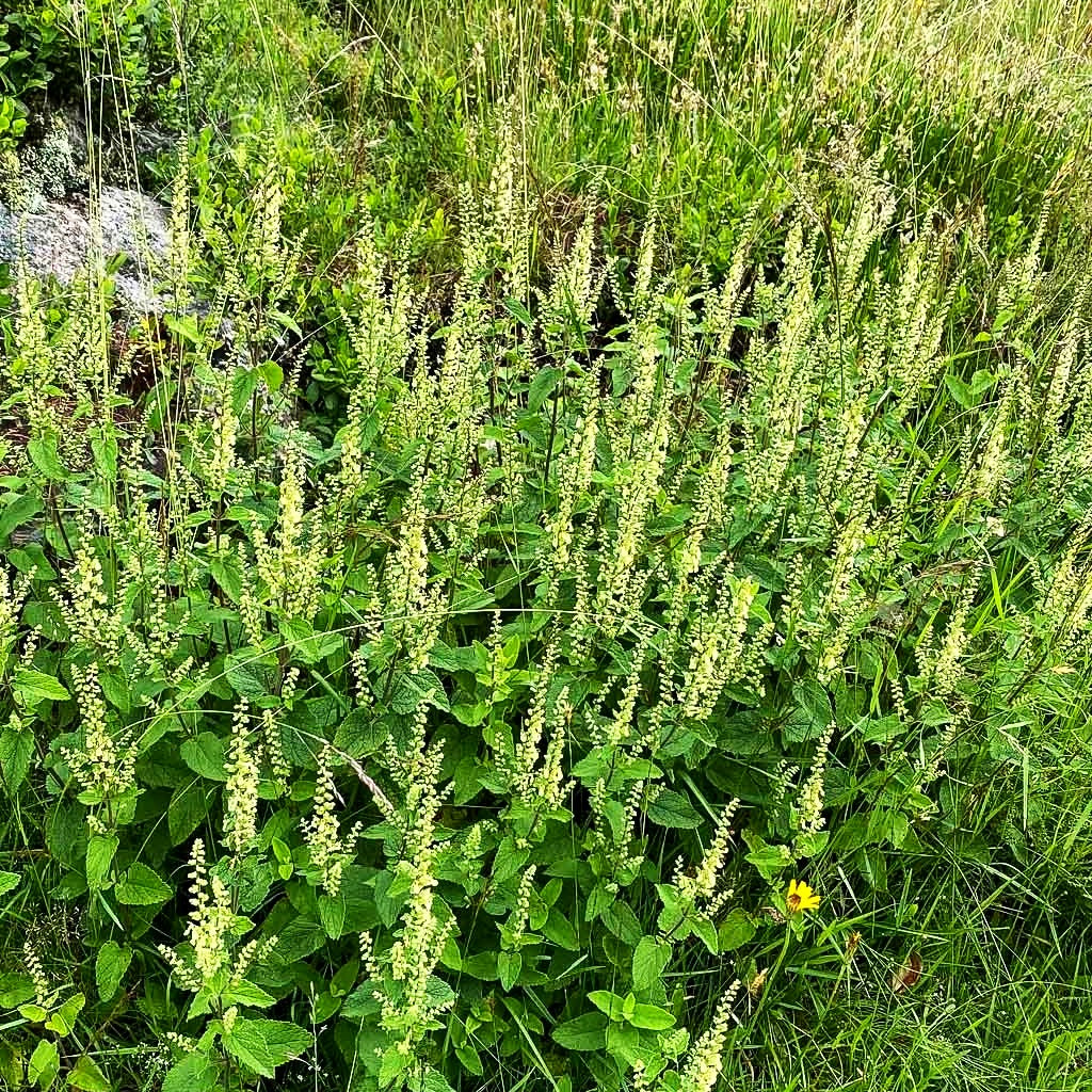 Salbei-Gamander (Teucrium scorodonia)