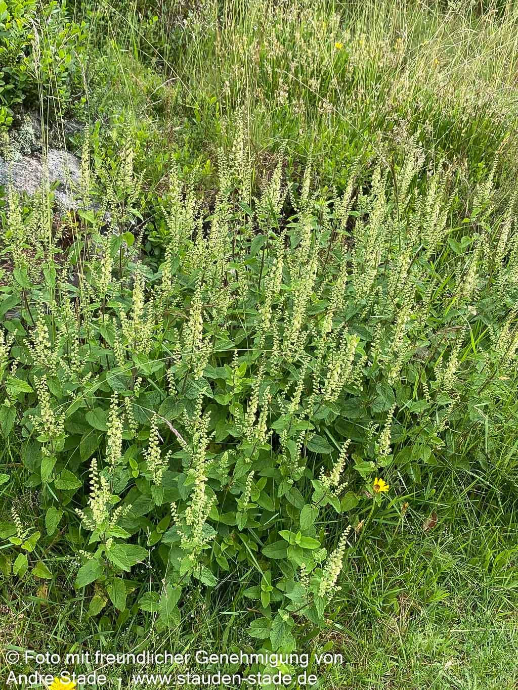 Salbei-Gamander (Teucrium scorodonia)