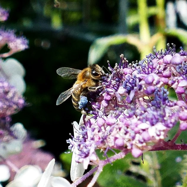 Samtblatt-Hortensie (Hydrangea sargentiana)