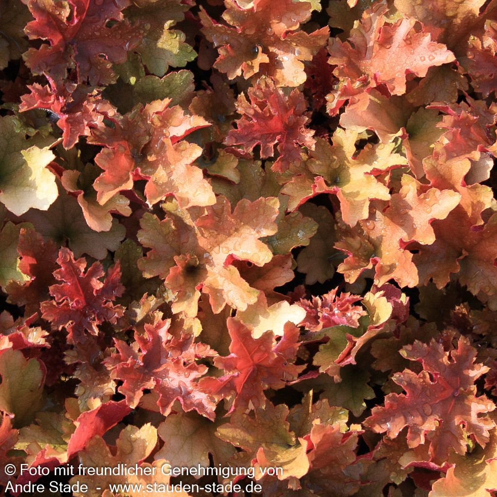 Samthaariges Silberglöckchen 'Marmalade' (Heuchera villosa)