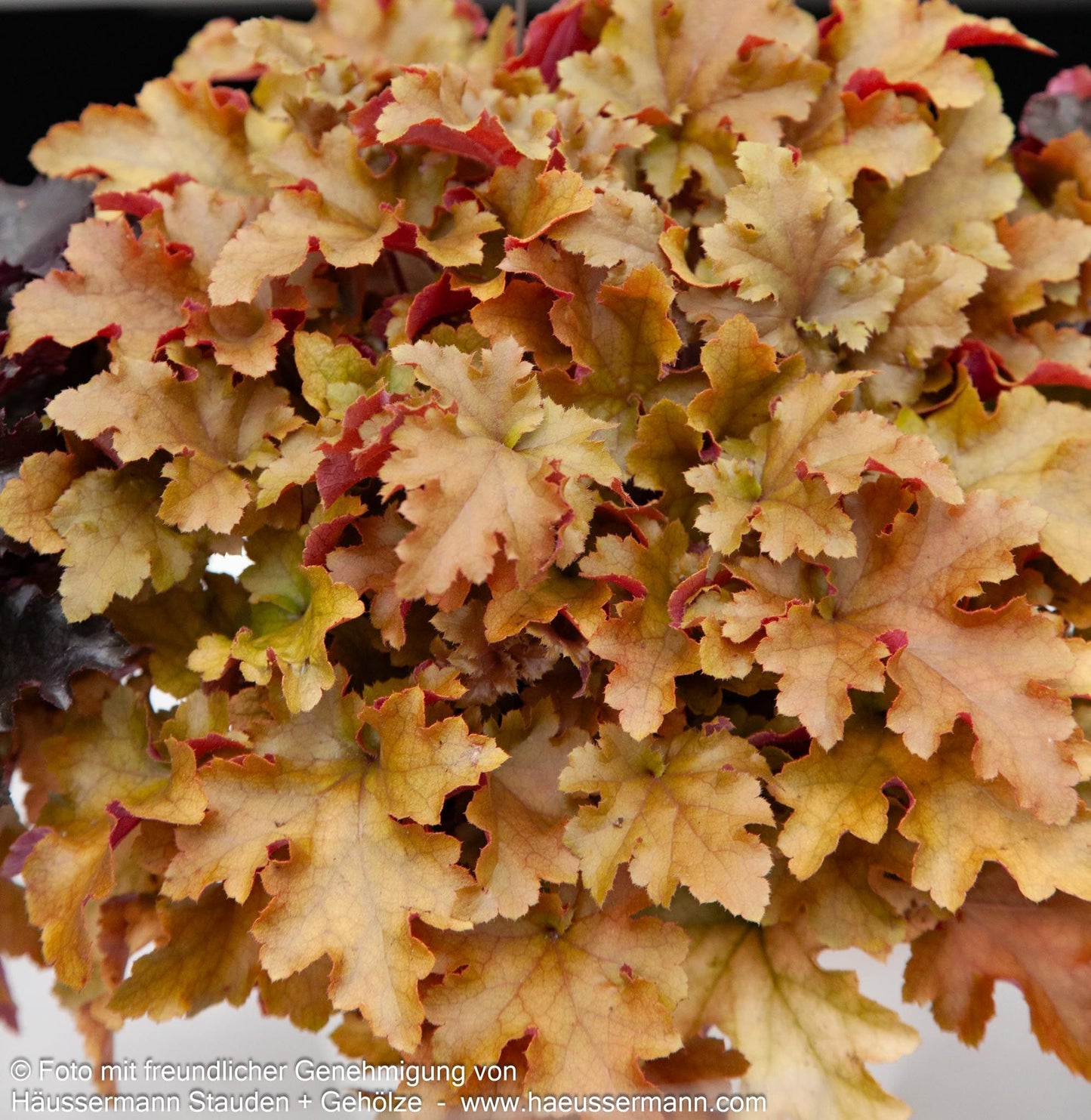 Samthaariges Silberglöckchen 'Marmalade' (Heuchera villosa)