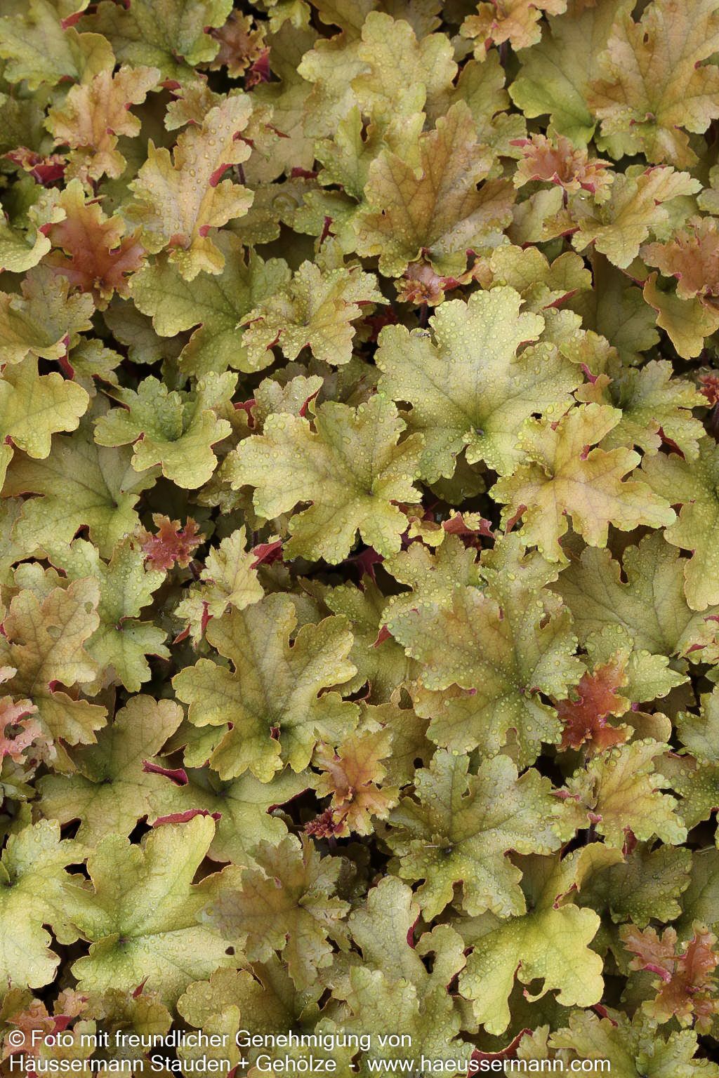 Samthaariges Silberglöckchen 'Marmalade' (Heuchera villosa)
