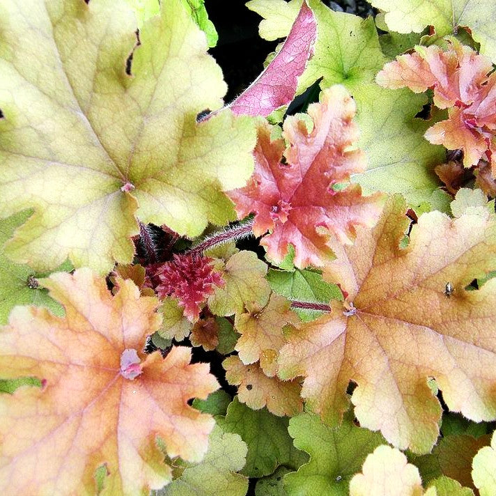 Samthaariges Silberglöckchen 'Marmalade' (Heuchera villosa)