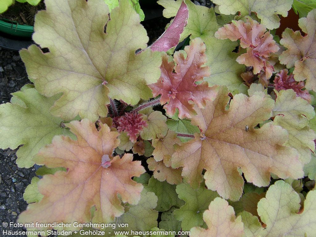 Samthaariges Silberglöckchen 'Marmalade' (Heuchera villosa)