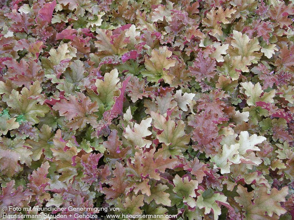 Samthaariges Silberglöckchen 'Marmalade' (Heuchera villosa)