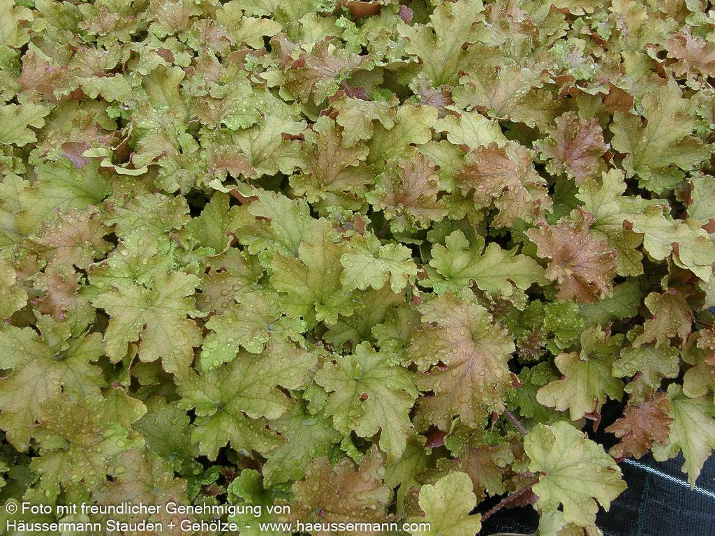 Samthaariges Silberglöckchen 'Marmalade' (Heuchera villosa)